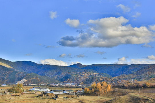 香格里拉田野