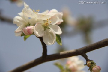 桃花 花卉 花枝 花圃 花朵