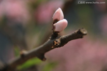 桃花 花卉 花枝 花圃 花朵