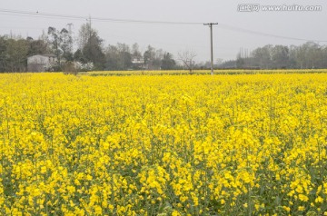 成都平原油菜花