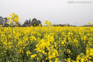 成都平原油菜花