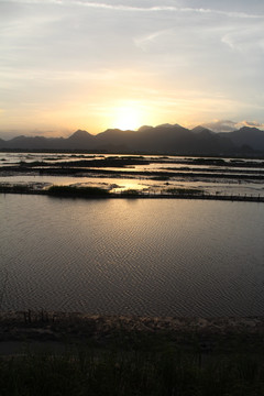 湿地 日落