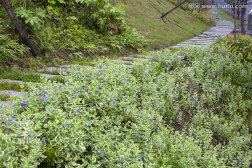 山庄别墅 道路 庭院 居住环境