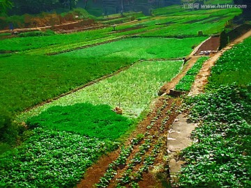 田野风光