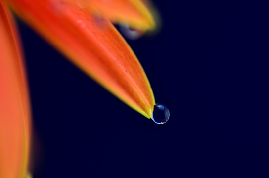 水珠 花 叶 水滴