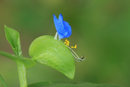 鸭拓草