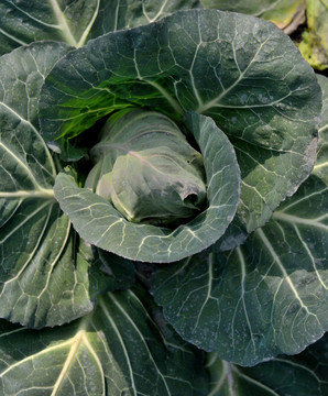 种植在菜地里的一棵卷心菜