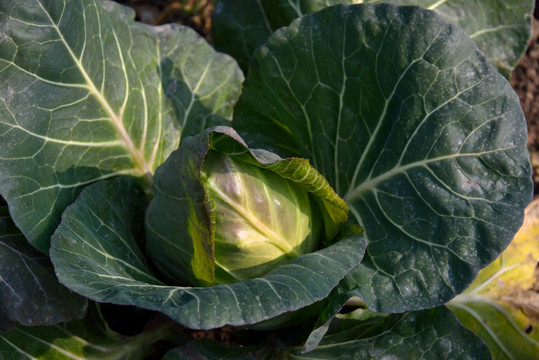 种植在菜地里植的一棵卷心菜