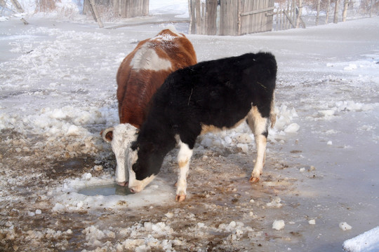 冬日 牛在河边饮水