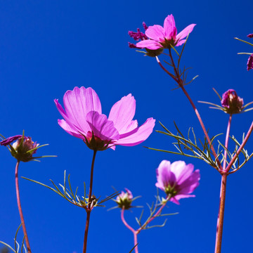 格桑花