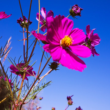 格桑花