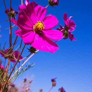 格桑花