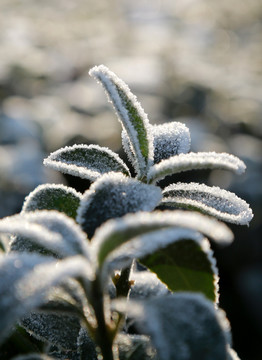 雪中的植物