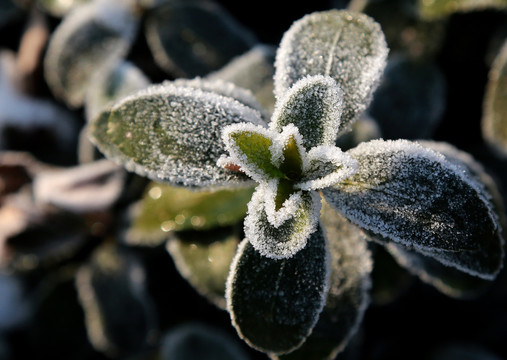 雪中的植物