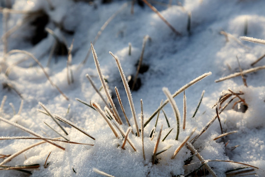 雪中的植物