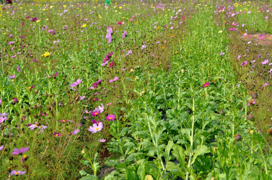 格桑花 花海 波斯菊