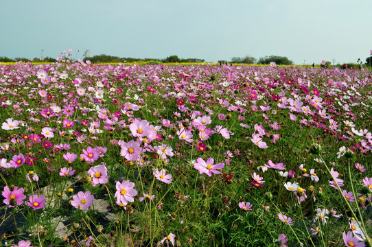 花海 格桑花 波斯菊