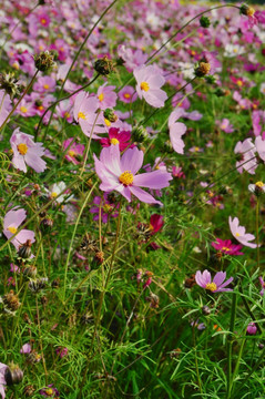 格桑花 花海 波斯菊