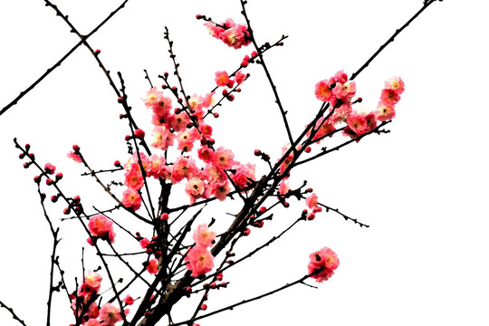 紅梅花開(kāi)
