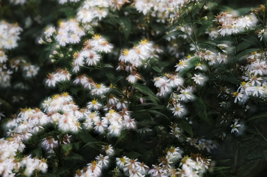 野菊花 菊花