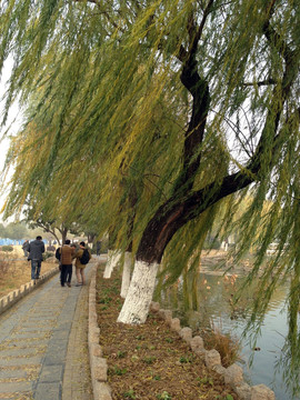 莫愁湖 湖堤 道路 树木 湖面