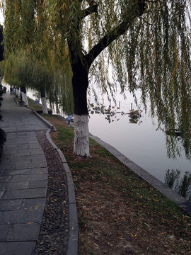 莫愁湖 湖堤 道路 树木 湖面