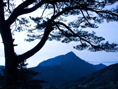 高山 松树 武功山