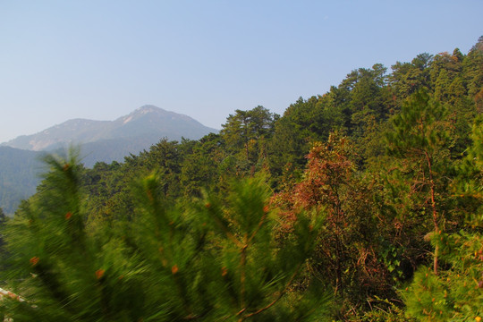 南岳衡山风景区 森林 植被