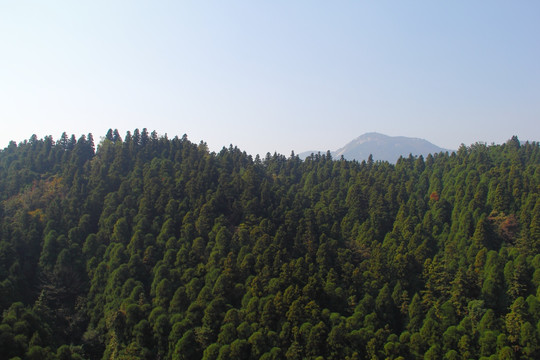 南岳衡山 森林 植被