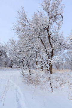 冬雪