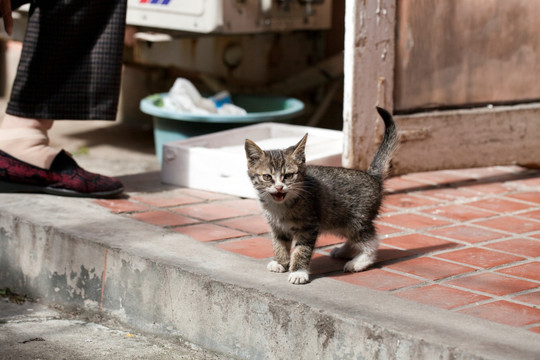 猫 虎斑猫 猫咪 宠物猫 家畜