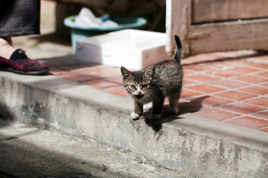 猫 虎斑猫 猫咪 宠物猫 家畜