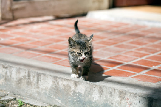 猫 虎斑猫 猫咪 宠物猫 家畜