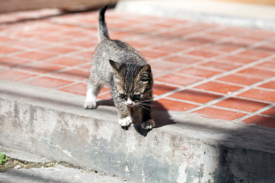 猫 虎斑猫 猫咪 宠物猫 家畜