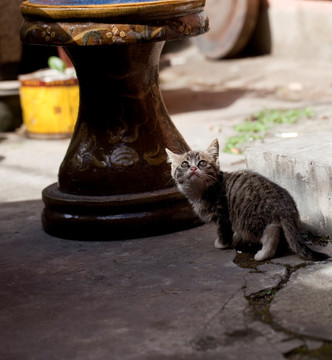 猫 虎斑猫 猫咪 宠物猫 家畜