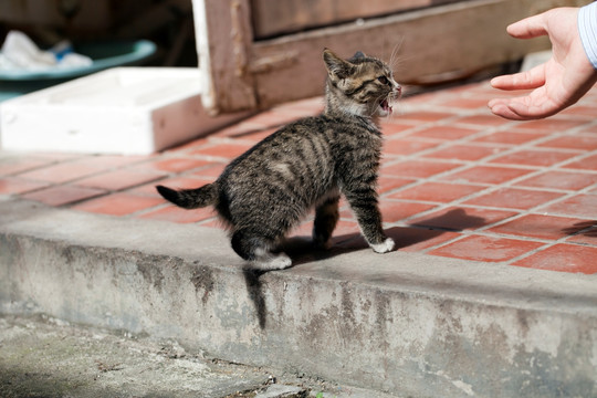 猫 虎斑猫 猫咪 宠物猫 家畜