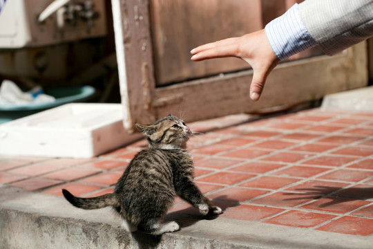 猫 虎斑猫 猫咪 宠物猫 家畜