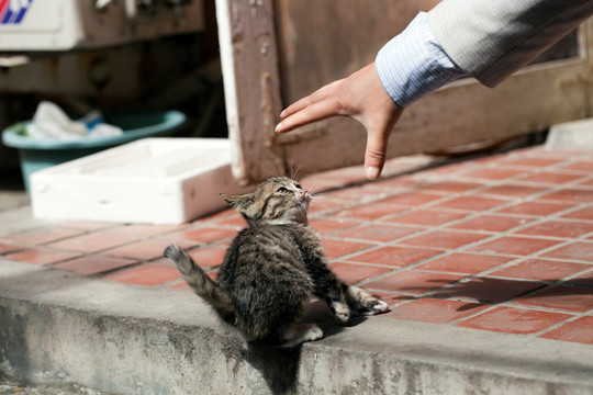 猫 虎斑猫 猫咪 宠物猫 家畜