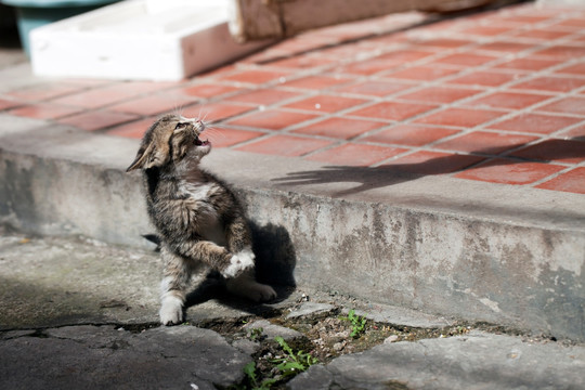 猫 虎斑猫 猫咪 宠物猫 家畜