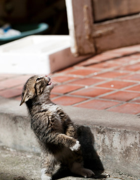 猫 虎斑猫 猫咪 宠物猫 家畜