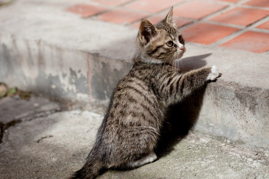 猫 虎斑猫 猫咪 宠物猫 家畜