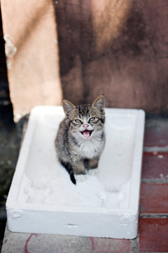 猫 虎斑猫 猫咪 宠物猫 家畜