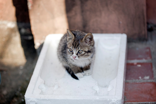 猫 虎斑猫 猫咪 宠物猫 家畜