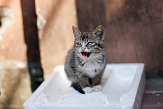 猫 虎斑猫 猫咪 宠物猫 家畜