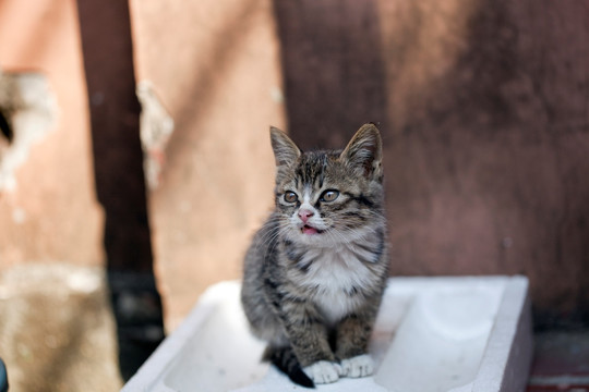 猫 虎斑猫 猫咪 宠物猫 家畜