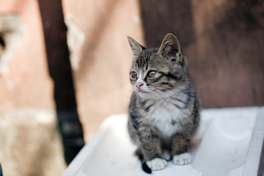 猫 虎斑猫 猫咪 宠物猫 家畜