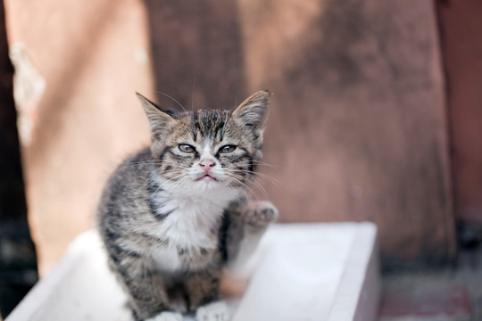 猫 虎斑猫 猫咪 宠物猫 家畜