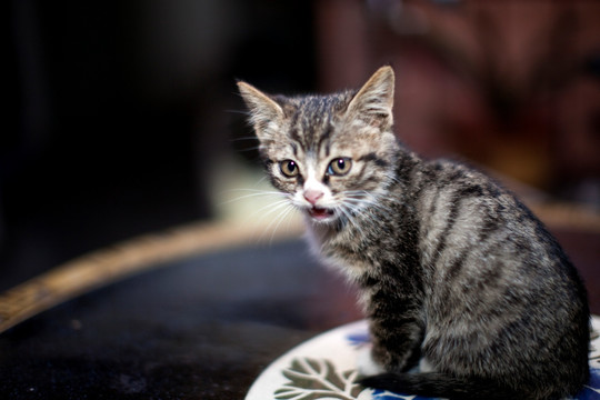 猫 虎斑猫 猫咪 宠物猫 家畜