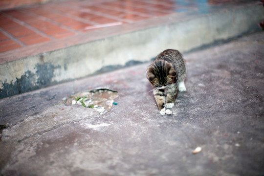 猫 虎斑猫 猫咪 宠物猫 家畜