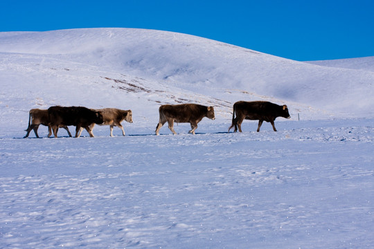 雪景  牛群